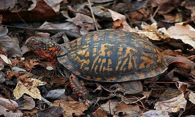 Everything You Need To Know About Owning A Box Turtle