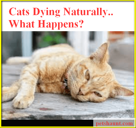 What Happens When A Cat Dies Naturally