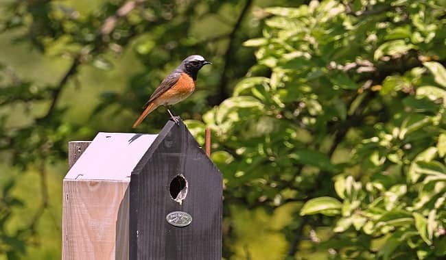 Tips to Attract Birds to Your Garden