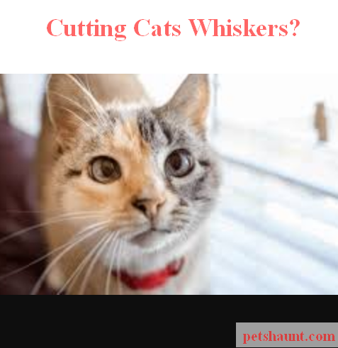 What Happens If You Cut A Cats Whiskers