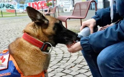 Your Ultimate Guide To The Best Dog Collars For German Shepherds In 2023