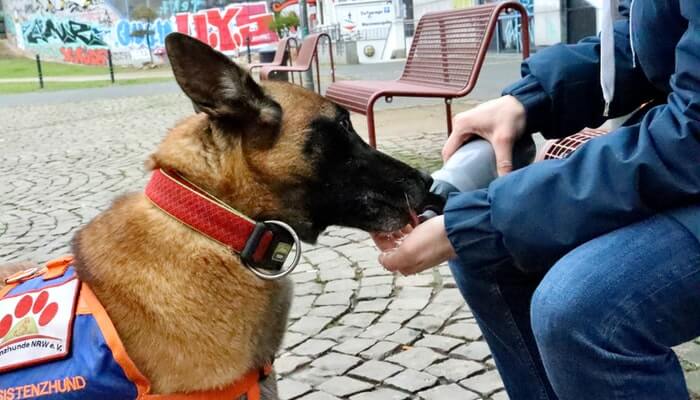 best dog collars for german shepherds