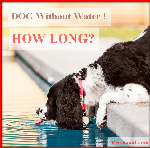 dog living without water
