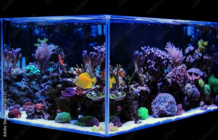 Salt Water Aquariums-Benefits of Tank-Raised Saltwater Fish