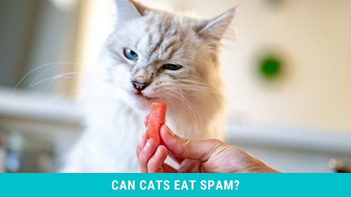 Can Cats Eat Spam?