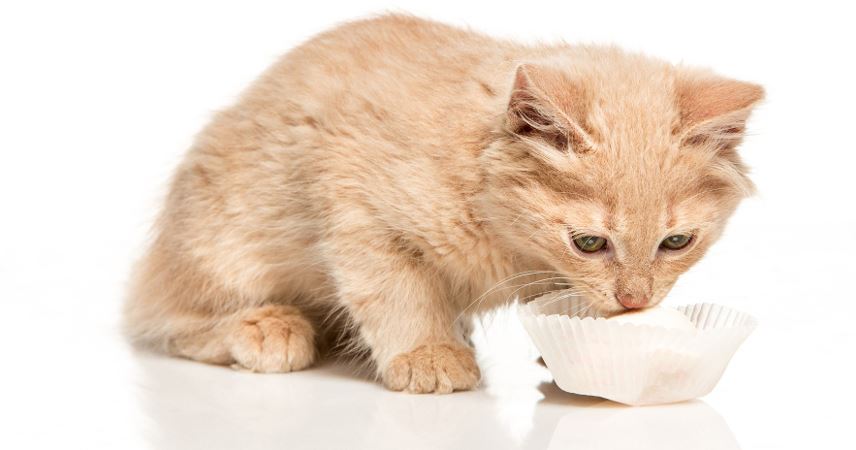 Can Cats Eat Spicy Food?