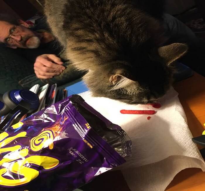 Can Cats Eat Takis