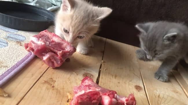 Can Cats Eat Beef Then