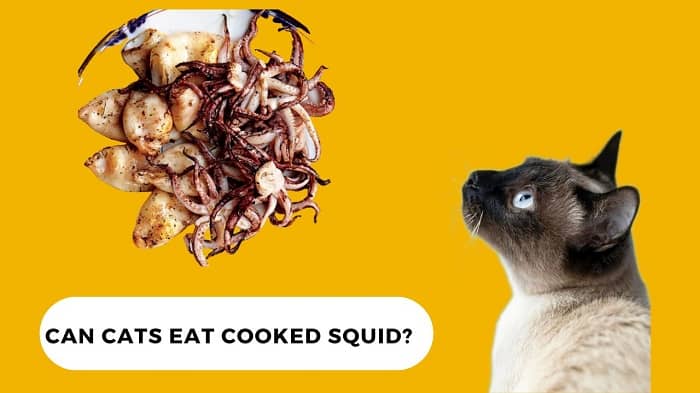 Can Cats Eat Cooked Squid?
