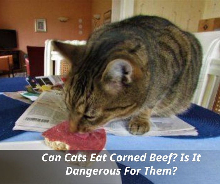 Can Cats Eat Corned Beef