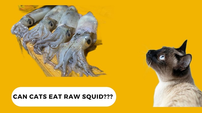 Can Cats Eat Raw Squid