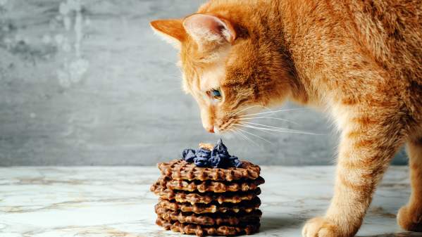 Cats Can’t Taste Sweets, So Why Does My Cat Eat Them 
