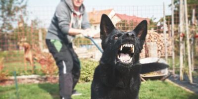 How To Deal With An Aggressive Dog