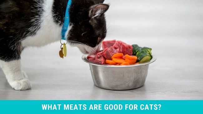 What Meats Are Good For Cats?