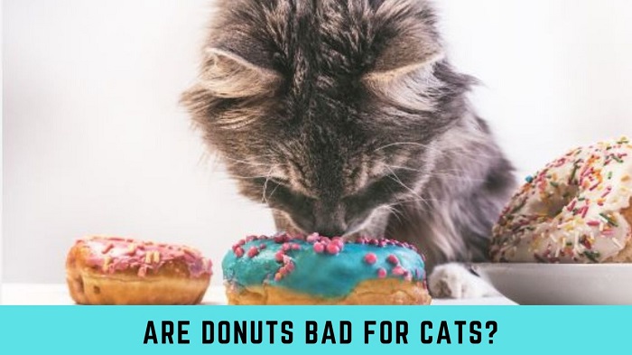 Are Donuts Bad For Cats