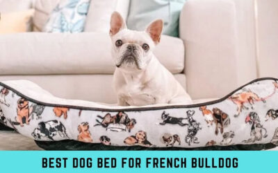 7 Best Dog Bed for French Bulldog in 2023 – Reviews and Buying Guide