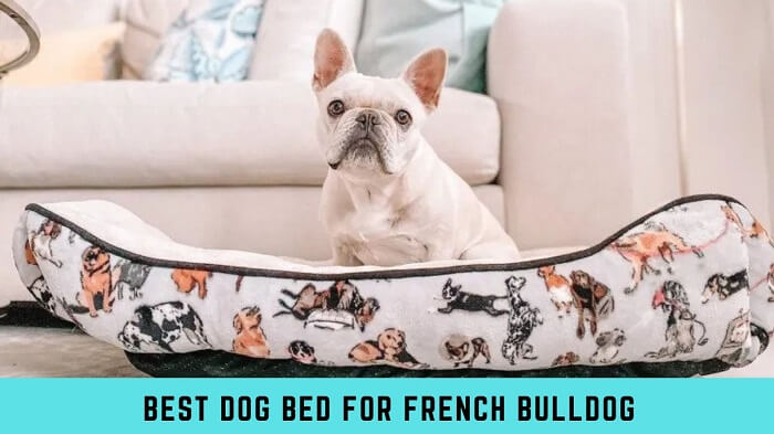 Best Dog Bed for French Bulldog