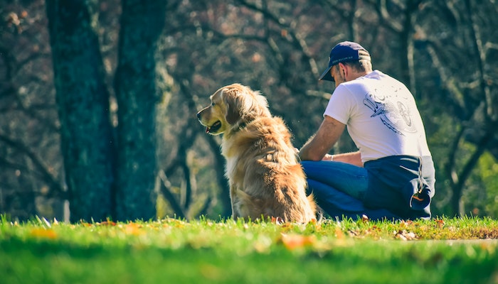 Do Dogs Understand When You Cry