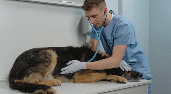 Dog Injury or Illness
