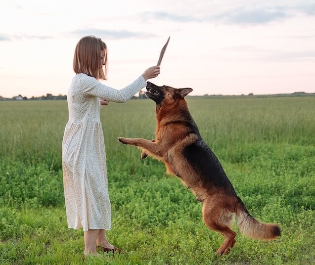 How Do I Make My German Shepherd Tall