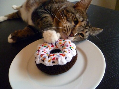 What Happens If My Cat Eats A Donut
