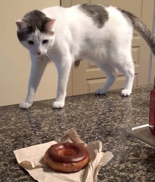 Why Do Cats Love Donuts