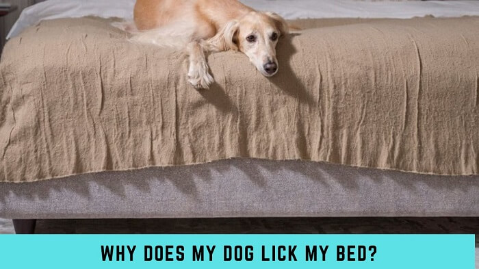 Why Does My Dog Lick My Bed?