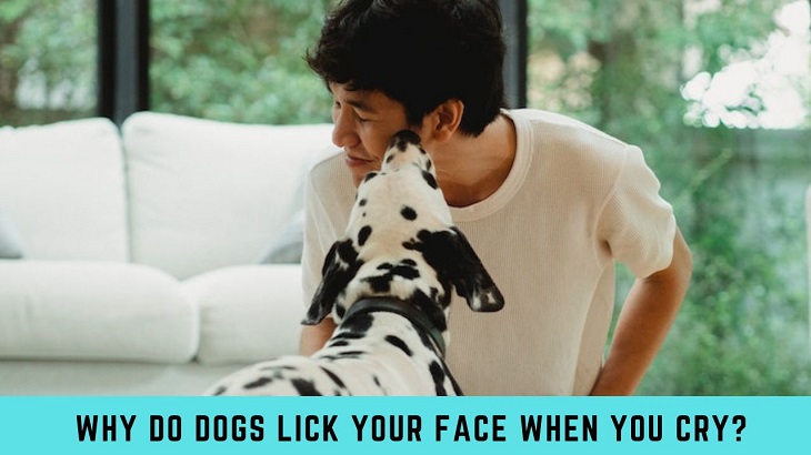 Why do dogs lick your face when you cry?