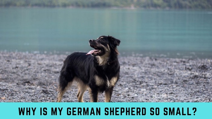 Why is my german shepherd so small