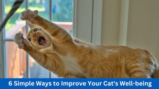 6 Simple Ways to Improve Your Cat's Well-being