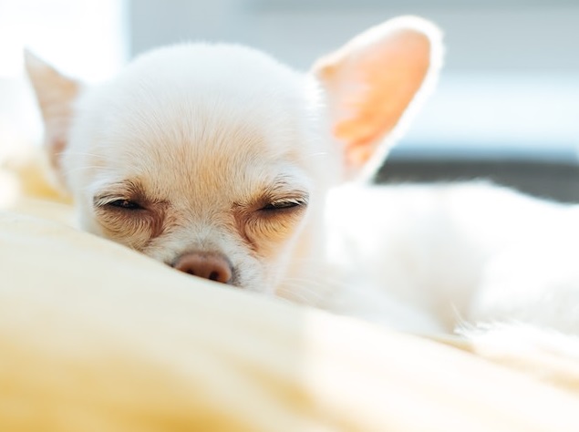 Can Chihuahua Puppies See After Opening Their Eyes 