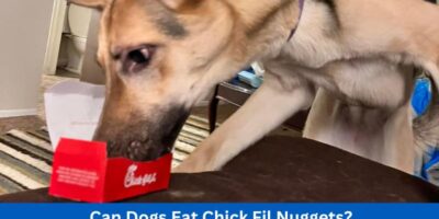 Can Dogs Eat Chick Fil Nuggets?