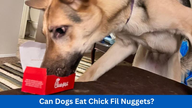 Can Dogs Eat Chick Fil Nuggets?