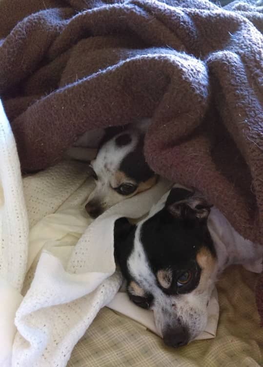 Chihuahuas staying Warm Under Covers