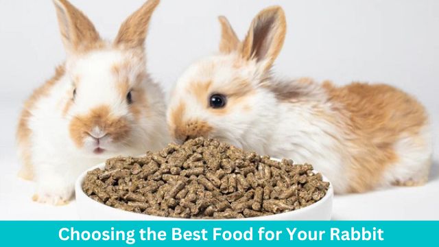 3 Tips to Choose the Best Food for Your Rabbit