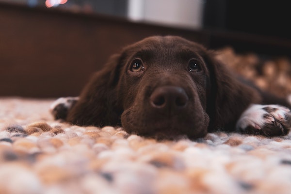 Dog May Be Worried