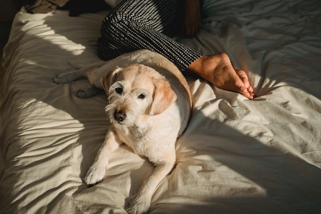 Dog Sleep With His Butt Towards you just because he wanted to Avoid Eye Contacting