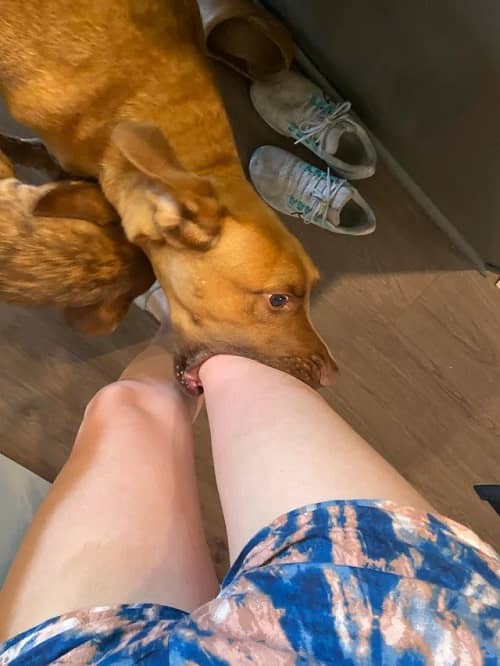 Dog lick your legs When they Feel Stress