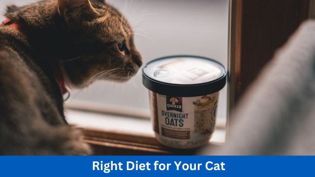Right Diet for Your Cat
