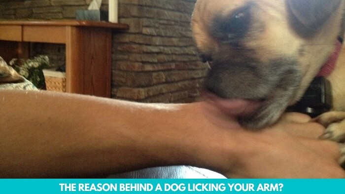 The reason behind a dog licking your arm 