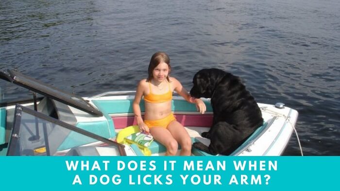 What Does it Mean When a Dog Licks Your Arm