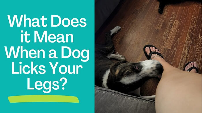 What Does it Mean When a Dog Licks Your Legs