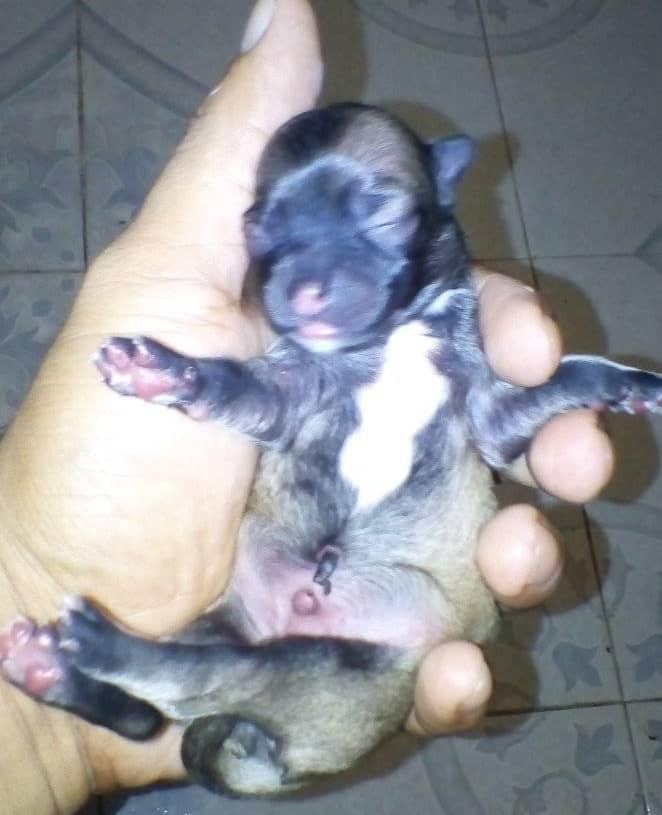 What Should I Do When My Chihuahua Puppy’s Start Opening Their Eyes
