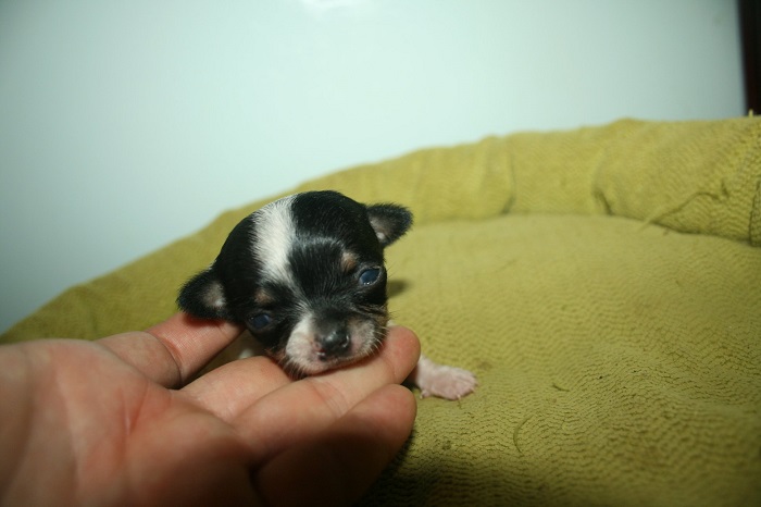 When Chihuahua Puppies Can Open Their Eyes
