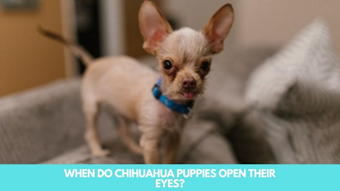 When Do Chihuahua Puppies Open Their Eyes?