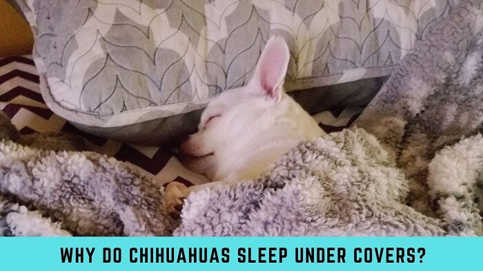 Why Do Chihuahuas Sleep Under Covers?