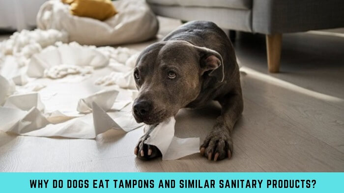 Why Do Dogs Eat Tampons and Similar Sanitary Products?