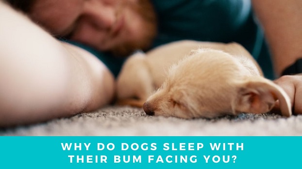 Why Do Dogs Sleep With Their Bum Facing You?