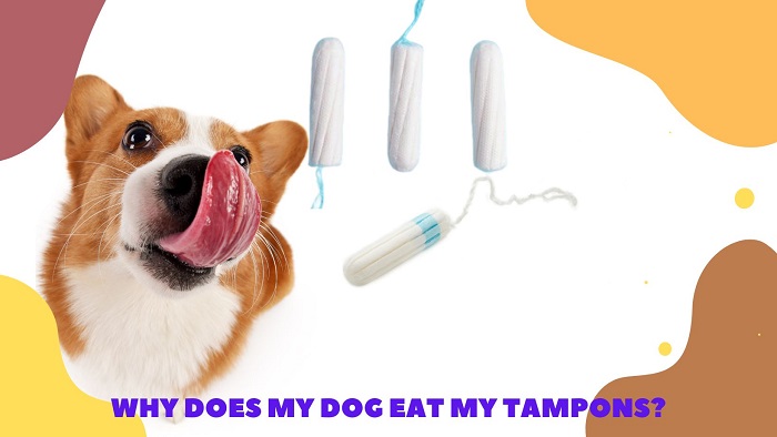 Why Does My Dog Eat My Tampons