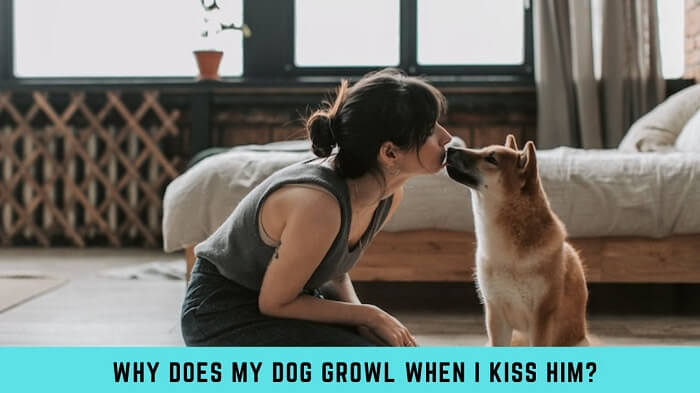 Why Does My Dog Growl When I Kiss Him